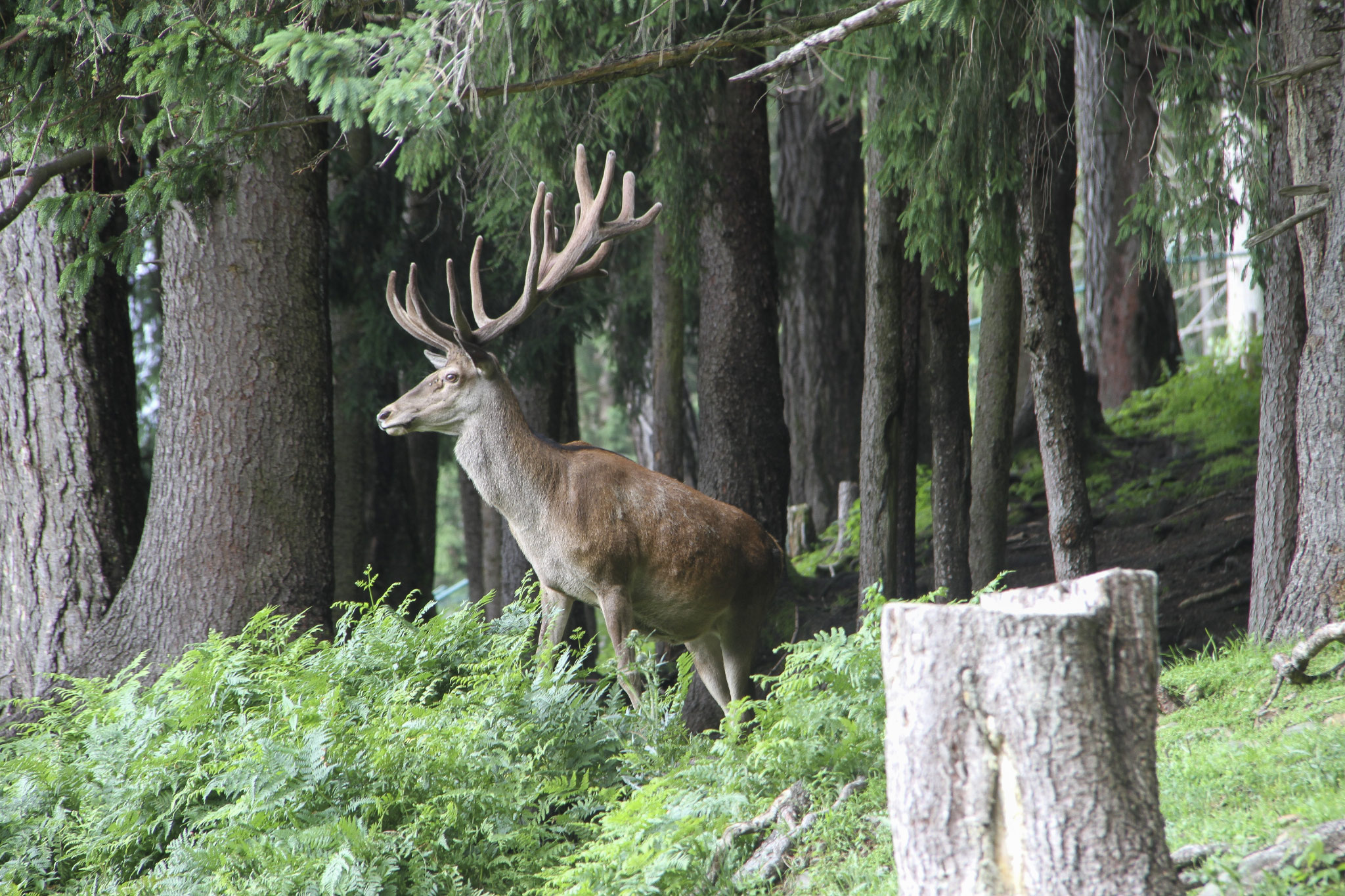 Wildpark Assling